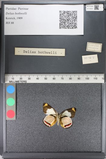 Media type: image;   Entomology 128261